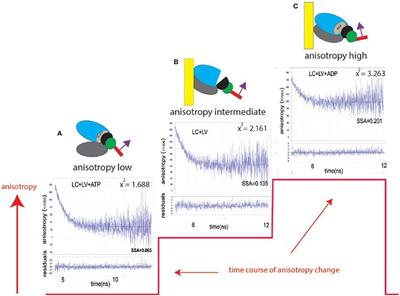 No Difference in Myosin Kinetics and Spatial Distribution of the Lever Arm in the Left and Right Ventricles of Human Hearts